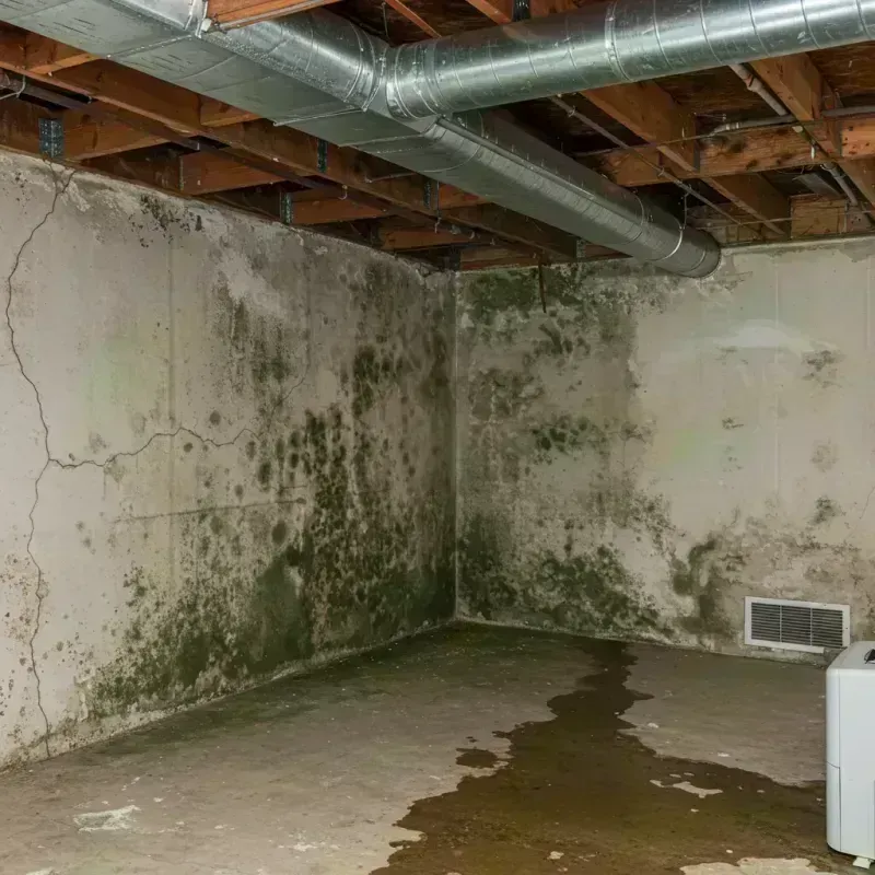 Professional Mold Removal in Clinton, KY